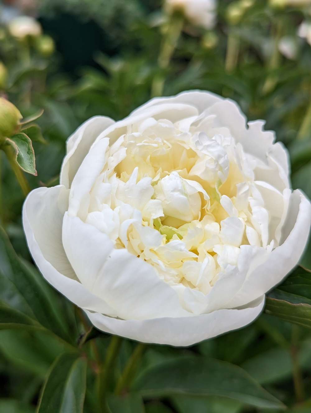 Pioni 'Duchesse de Nemours'